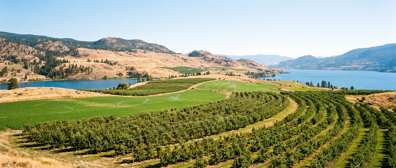 Illustration of orchard rows and lakes across the Lake Country landscape